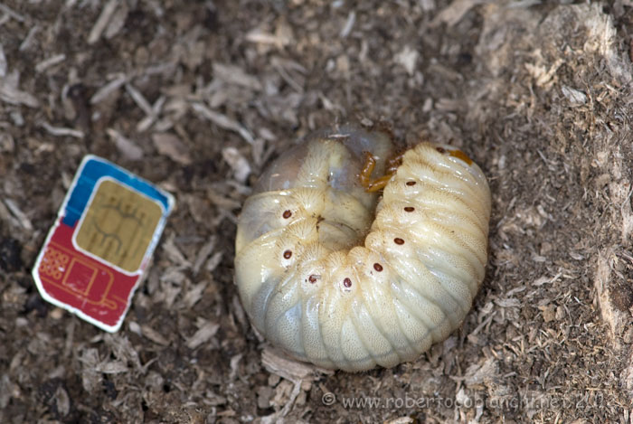 Larva di Oryctes nasicornis